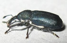 Attēlu rezultāti vaicājumam “Magdalis sp.”