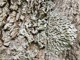 Attēlu rezultāti vaicājumam “Lobaria amplissima”