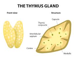 Image result for Thymus