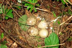 Attēlu rezultāti vaicājumam “Scolopax rusticola nest”