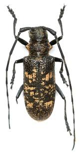 Attēlu rezultāti vaicājumam “Monochamus sutor”