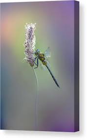 Attēlu rezultāti vaicājumam “Somatochlora flavomaculata”