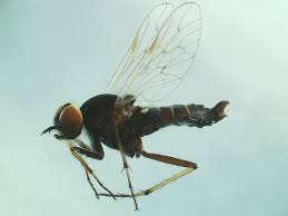 Attēlu rezultāti vaicājumam “Therevidae”