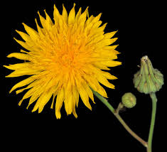 Attēlu rezultāti vaicājumam “Sonchus arvensis subsp. uliginosus flower”