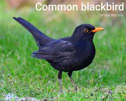 Attēlu rezultāti vaicājumam “Turdus merula”