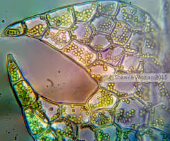 Attēlu rezultāti vaicājumam “Cephalozia catenulata”