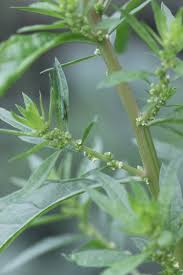 Image result for Chenopodium ambrosioides
