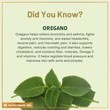 Image result for Oregano