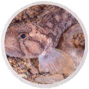 Image result for Zoarces americanus