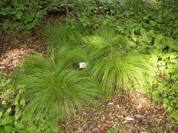 Attēlu rezultāti vaicājumam “Carex montana”