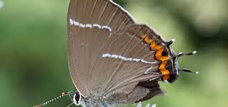 Attēlu rezultāti vaicājumam “Satyrium w-album”