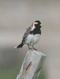 Image result for Calcarius lapponicus