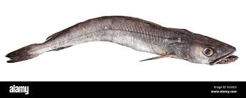 Image result for Merluccius merluccius