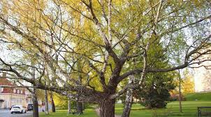 Attēlu rezultāti vaicājumam “Betula pendula var. carelica”