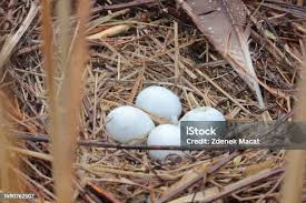Attēlu rezultāti vaicājumam “Larus argentatus nest”