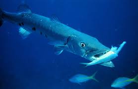 Image result for Sphyraena barracuda