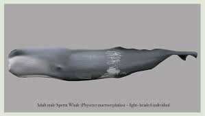 Image result for Physeter macrocephalus
