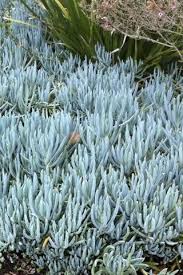 Attēlu rezultāti vaicājumam “Senecio”