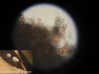 Attēlu rezultāti vaicājumam “Didymium verrucisporum”