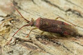 Attēlu rezultāti vaicājumam “Pantilius tunicatus”