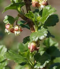 Attēlu rezultāti vaicājumam “Ribes uva-crispa flower”