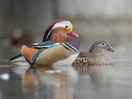 Attēlu rezultāti vaicājumam “Aix galericulata male”