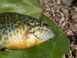 Image result for Lepomis gibbosus