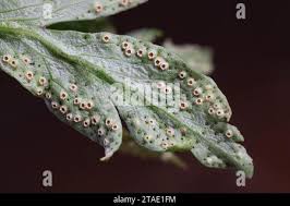Attēlu rezultāti vaicājumam “Tranzschelia anemones”