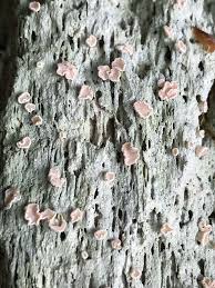 Attēlu rezultāti vaicājumam “Icmadophila ericetorum”