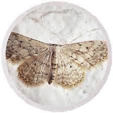 Attēlu rezultāti vaicājumam “Idaea seriata”