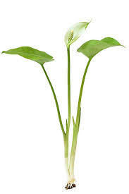 Attēlu rezultāti vaicājumam “Calla palustris”