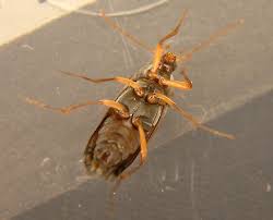 Attēlu rezultāti vaicājumam “Alleculidae”