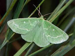 Attēlu rezultāti vaicājumam “Thetidia smaragdaria”