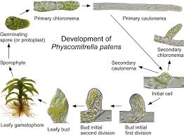 Attēlu rezultāti vaicājumam “Palustriella commutata sporophyte”