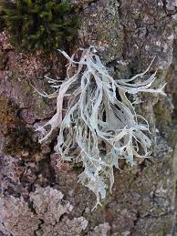 Attēlu rezultāti vaicājumam “Ramalina farinacea”