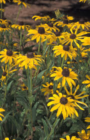 Attēlu rezultāti vaicājumam “Rudbeckia hirta var. hirta”