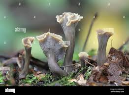 Attēlu rezultāti vaicājumam “Pseudocraterellus”