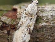 Attēlu rezultāti vaicājumam “Carpatolechia alburnella”