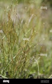Attēlu rezultāti vaicājumam “Trichophorum cespitosum fruit”