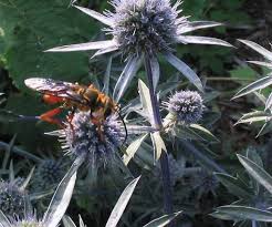 Attēlu rezultāti vaicājumam “Eryngium planum”