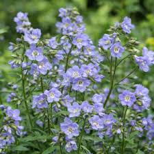 Attēlu rezultāti vaicājumam “Lamproderma violaceum young”