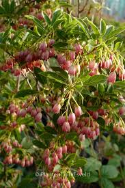 Attēlu rezultāti vaicājumam “Enkianthus chinensis flower”