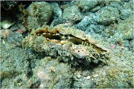 Attēlu rezultāti vaicājumam “Chara rudis”