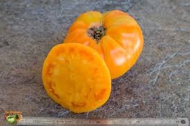 Afbeeldingsresultaat voor amana orange beefsteak tomato