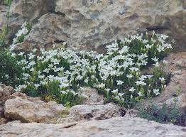 Attēlu rezultāti vaicājumam “Arenaria procera flower”