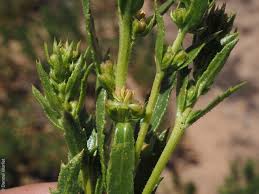 Attēlu rezultāti vaicājumam “Haloragaceae”