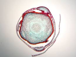 Attēlu rezultāti vaicājumam “Polytrichum commune sporophyte”