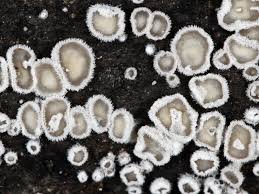 Attēlu rezultāti vaicājumam “Lachnella alboviolascens”