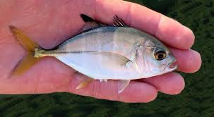 Image result for Caranx latus