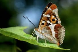 Attēlu rezultāti vaicājumam “Apatura iris underside”